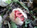 Clathrus ruber-amf393-1